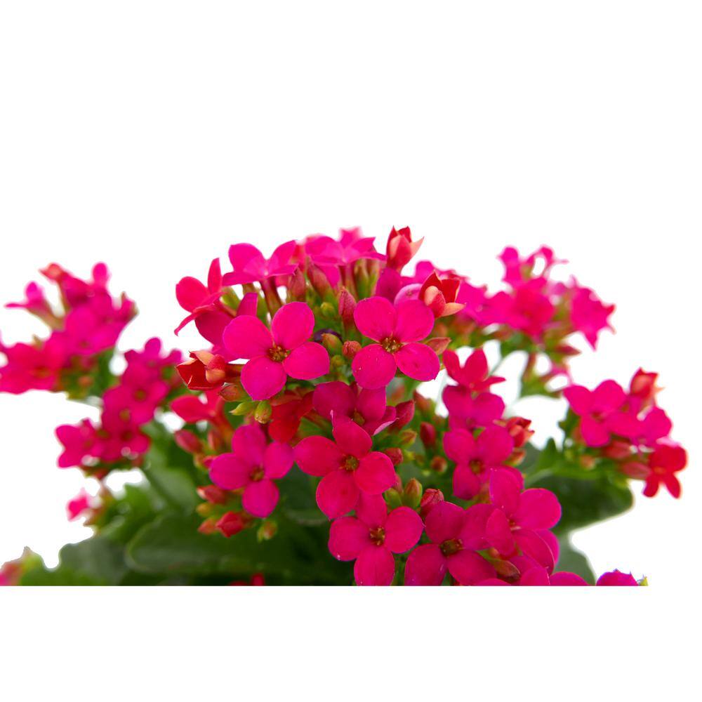 Vigoro 1.0 qt. Annual Kalanchoe Kerinci Rose (1-Pack) 1604