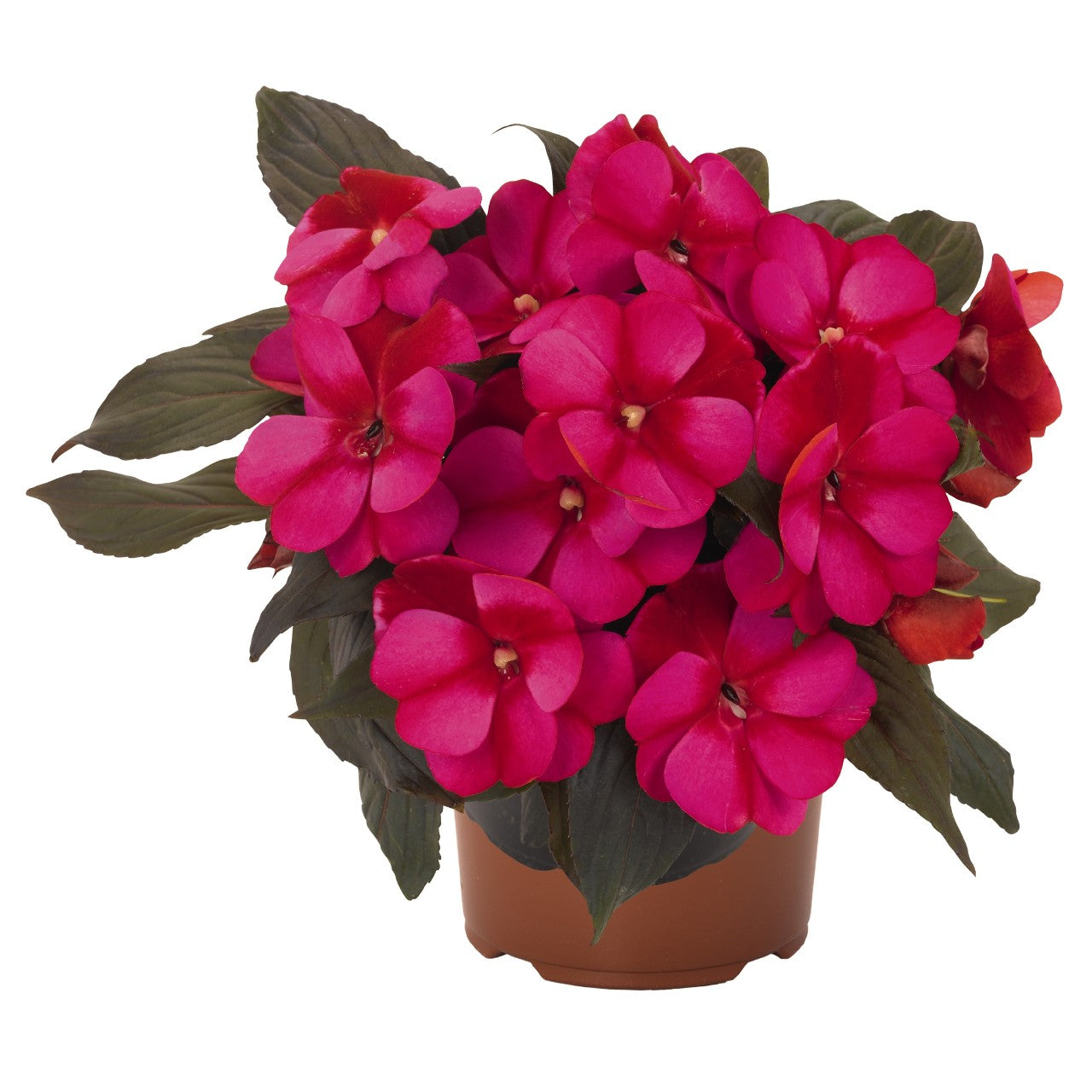 Expert Gardener 1.5 Gallon New Guinea Impatiens Hanging Basket (1 Count Pack) Various Colors， Annual Live Plant