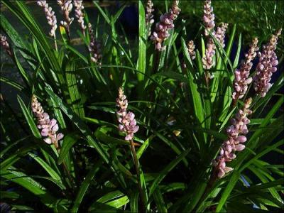 Classy Groundcovers - Liriope muscari 'Samantha'  {50 Bare Root Plants}