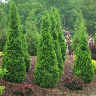 7 Gal. American Pillar Thuja Evergreen Tree THUAMP07G