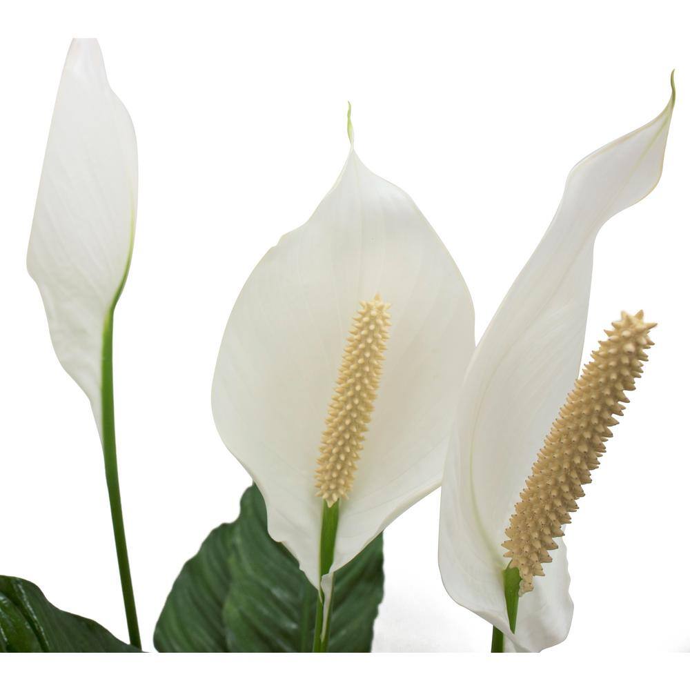 Costa Farms Spathiphyllum Peace Lily Indoor Plant in 9.25 in. White Paradise Planter Avg. Shipping Height 2-3 ft. Tall CO.3.ST10.PARWT