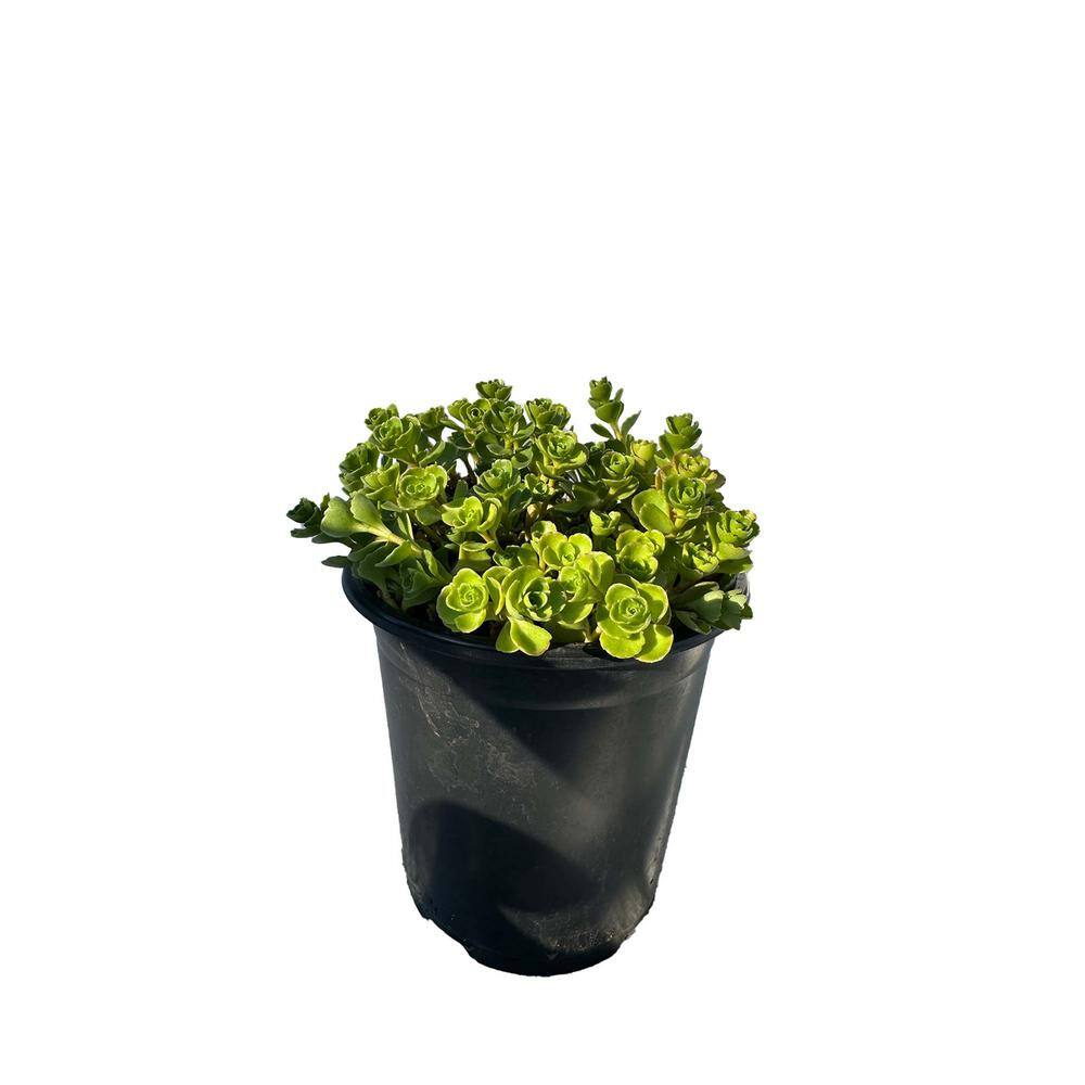 Zeus  Ruta John Creech Stonecrop Plants Ground Cover Pet-Safe Spreading in Pots (1-Pack) W1011-JCS1