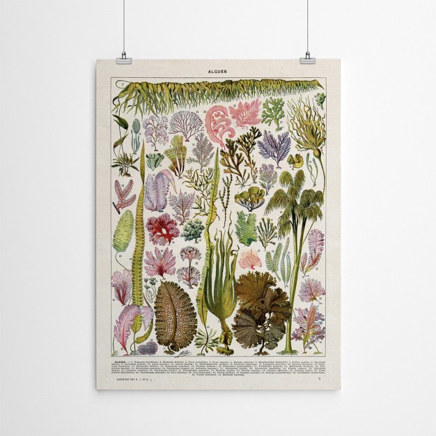 Americanflat Botanical Educational Algues Vintage Art Print By Samantha Ranlet Poster