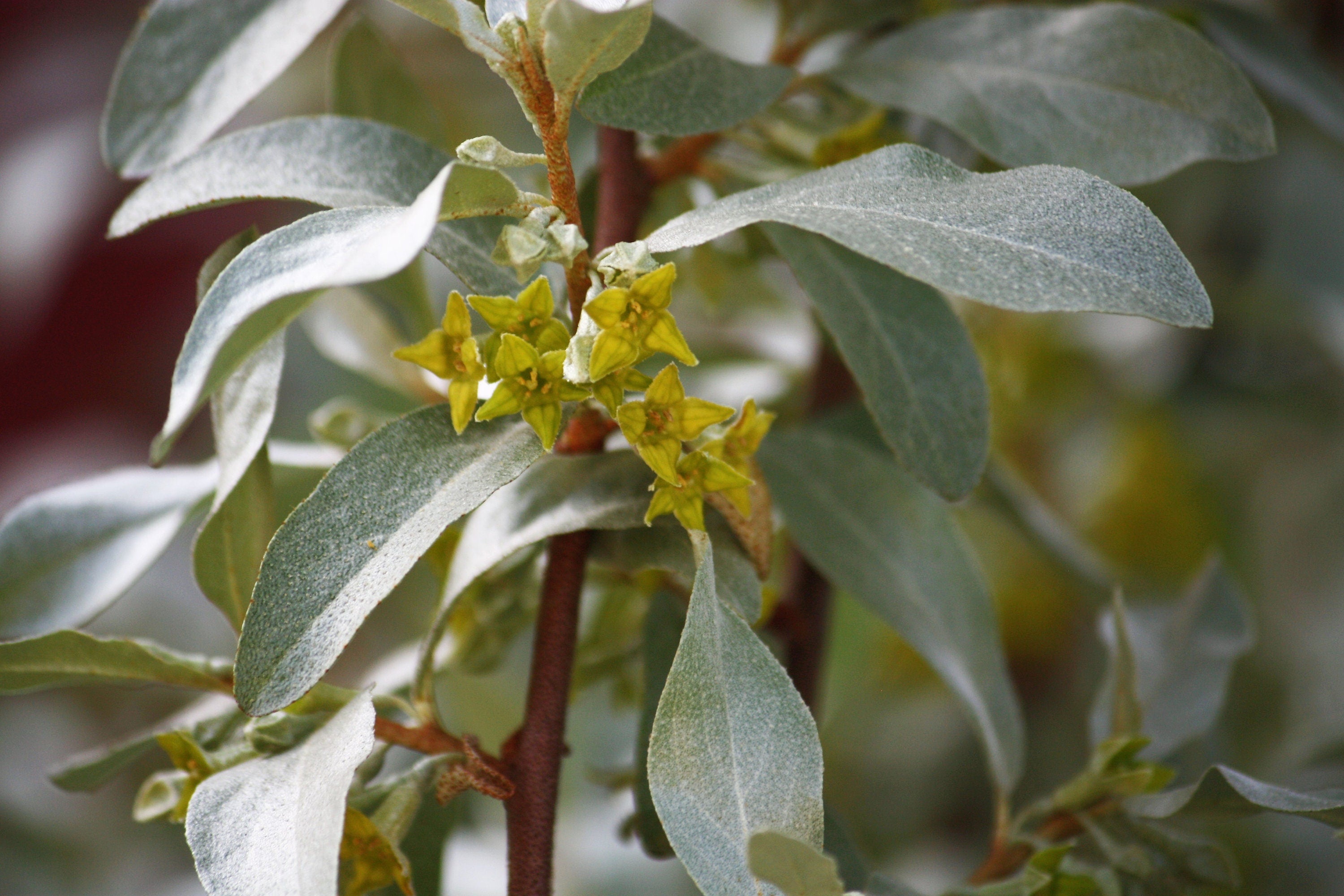 10 AMERICAN SILVERBERRY Elaeagnus Commutata aka Wolf Willow Wolfberry Wild Olive Berry Fruit Shrub Seeds