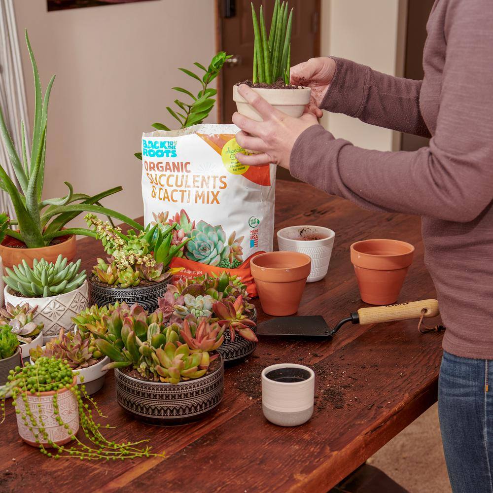 Back to the Roots 6-Quart Organic Succulent Mix Soil (8-pack) 47019