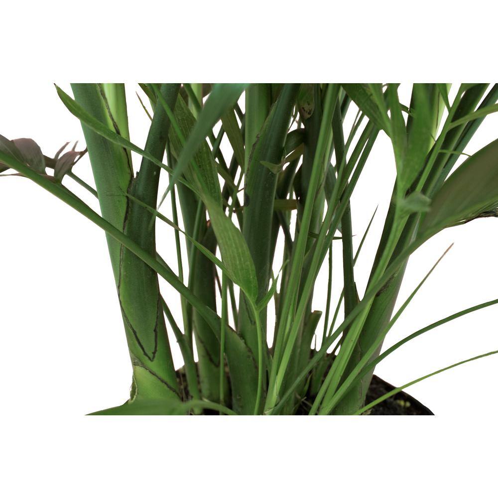 Costa Farms Cateracterum Indoor Palm (Cat Palm) in 9.25 in. Grower Pot Avg. Shipping Height 3-4 ft. Tall 10CAT