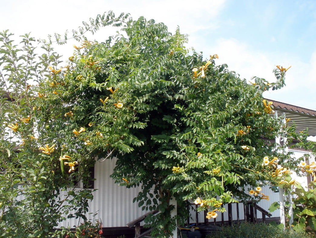 Yellow Trumpet Vine Plant - Campsis radicans - Flava - 2.5