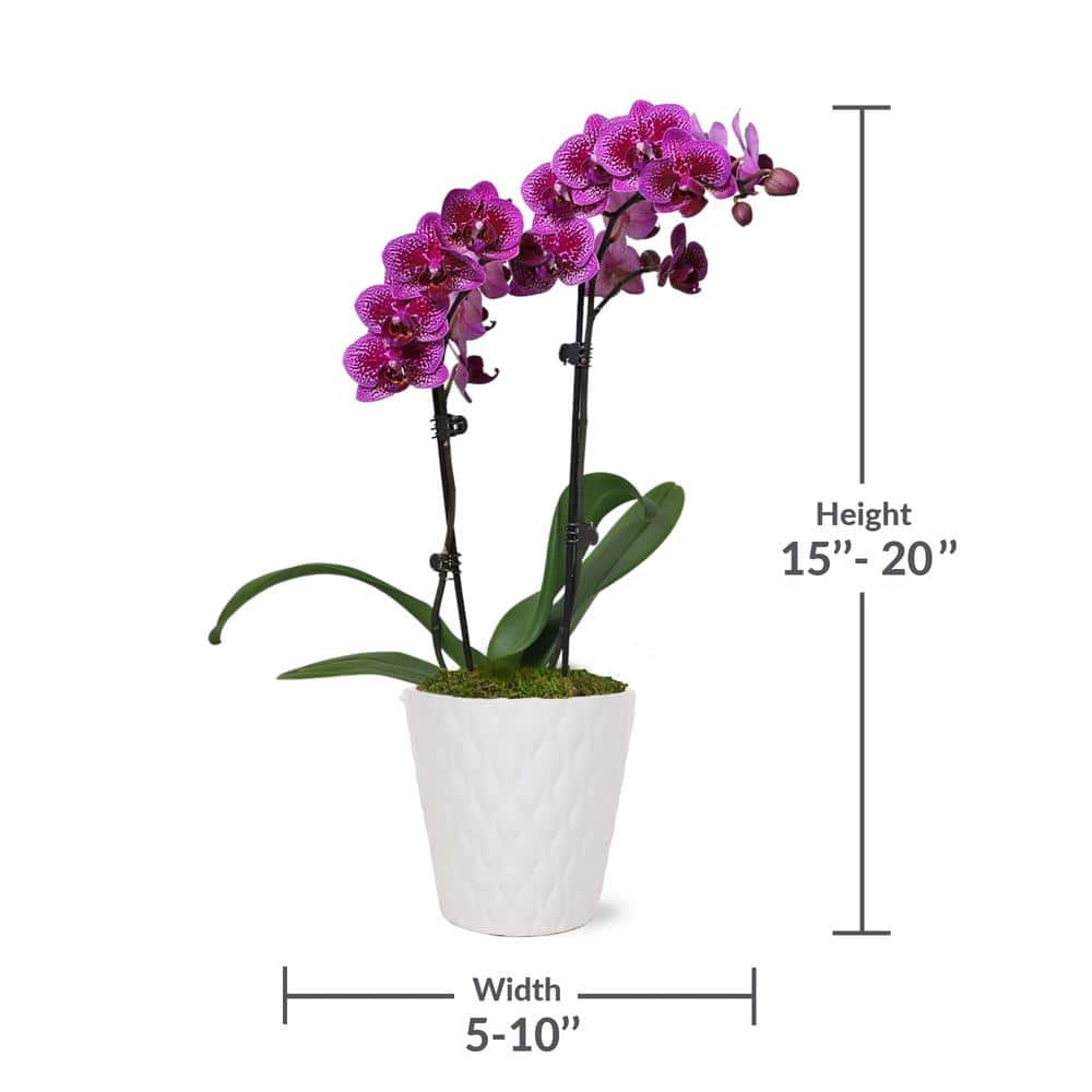 Just Add Ice Orchid (Phalaenopsis) Petite Purple Plant in 3 in. White Ceramic Pottery J5005