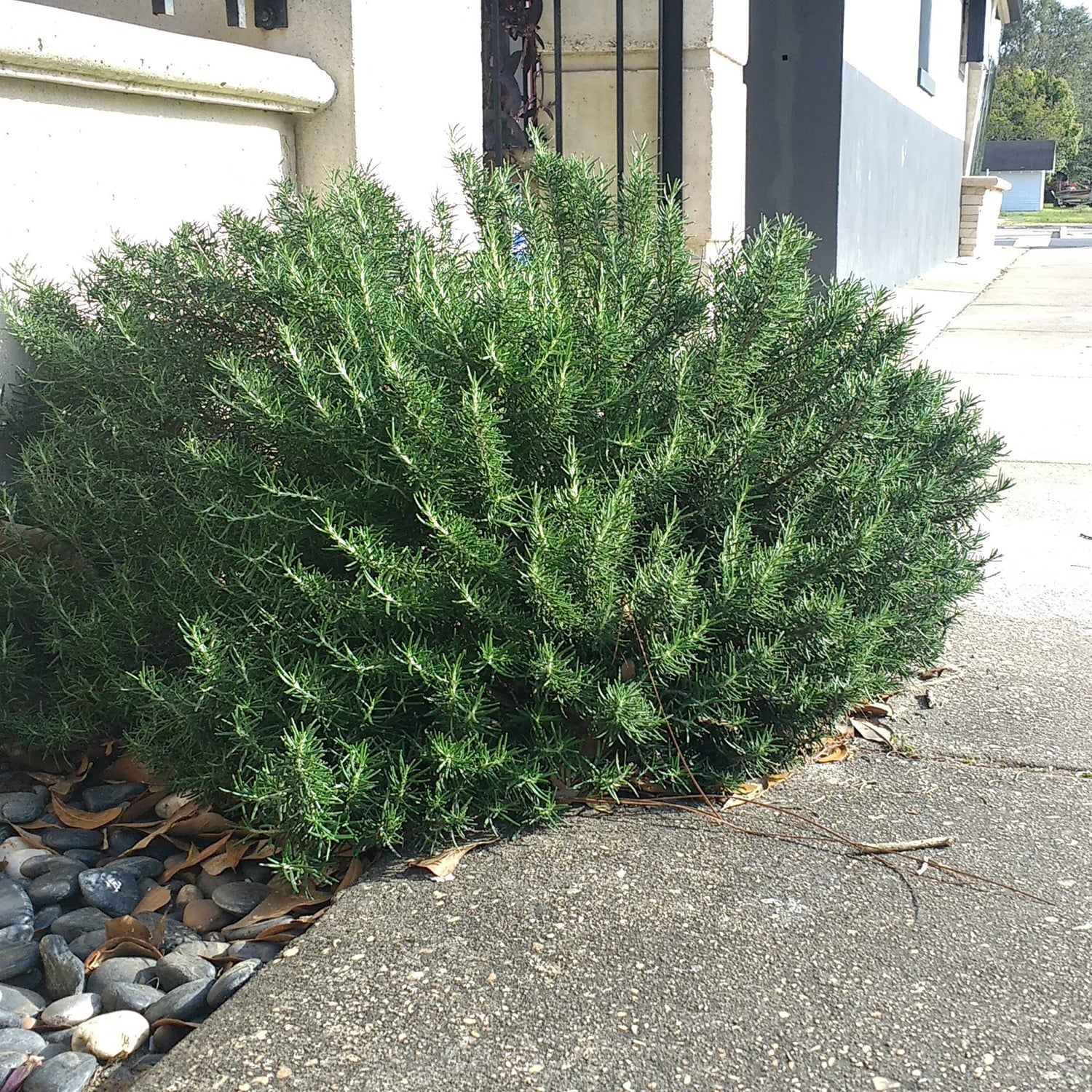 Chef's Choice Rosemary (2 Gallon) Fragrant Evergreen Herb Shrub - Full Sun Live Outdoor Plant - Southern Living Plants