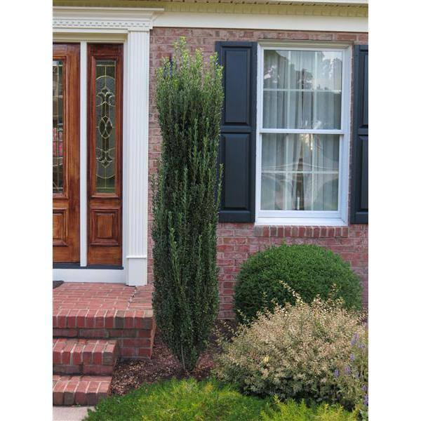 Online Orchards 1 Gal. Sky Pencil Japanese Holly Shrub Columnar Evergreen Especially Elegant in Containers and as Hedges EGHY001