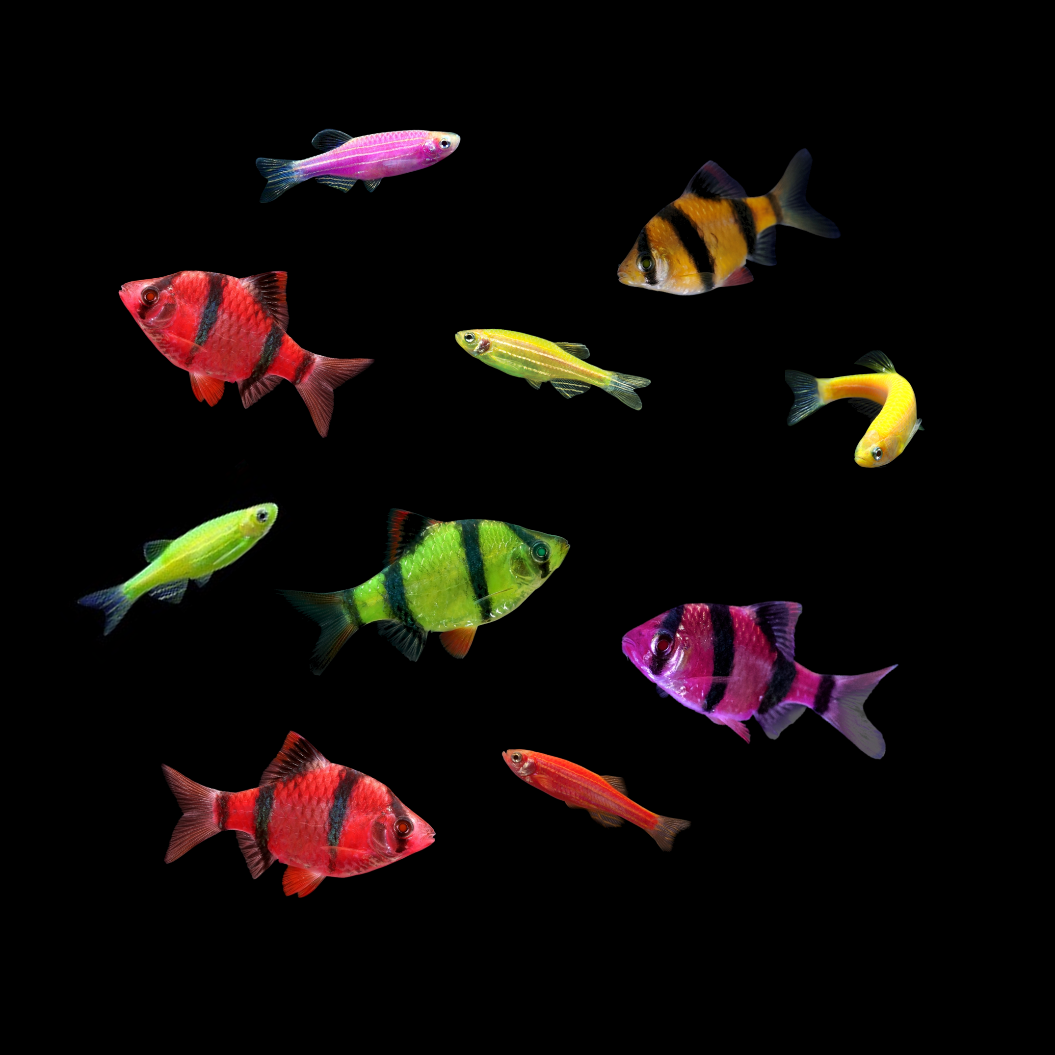 GloFish® 10G Active Tiger Barb-Danio 10ct Live Fish Assortment