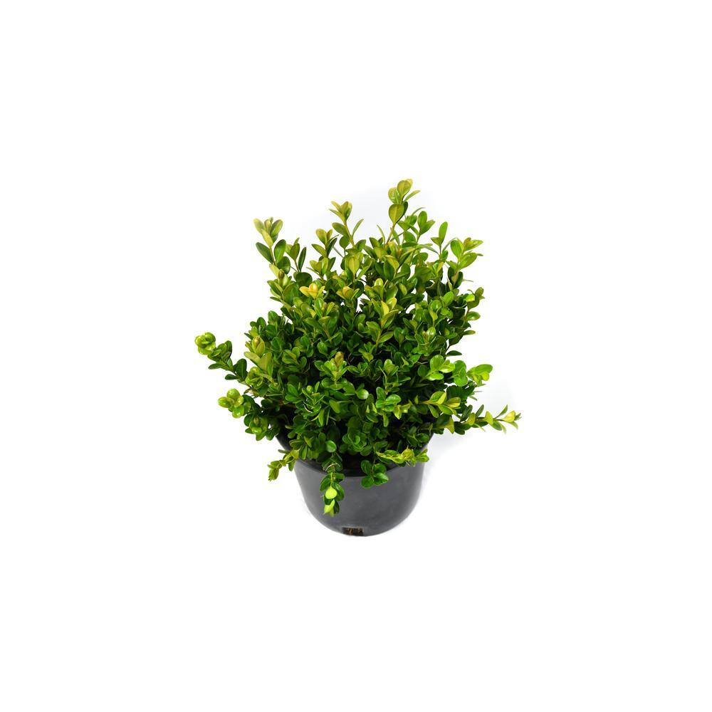 EVERDE GROWERS 2.5 qt. Japanese Boxwood Winter Gem BUXMIF0901