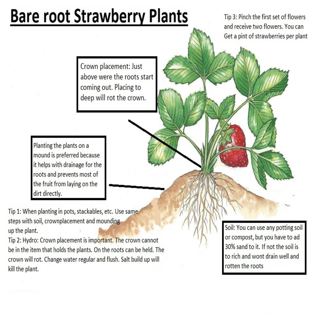 Ozark Everbearing 25 Live Strawberry Plants， NON GMO，