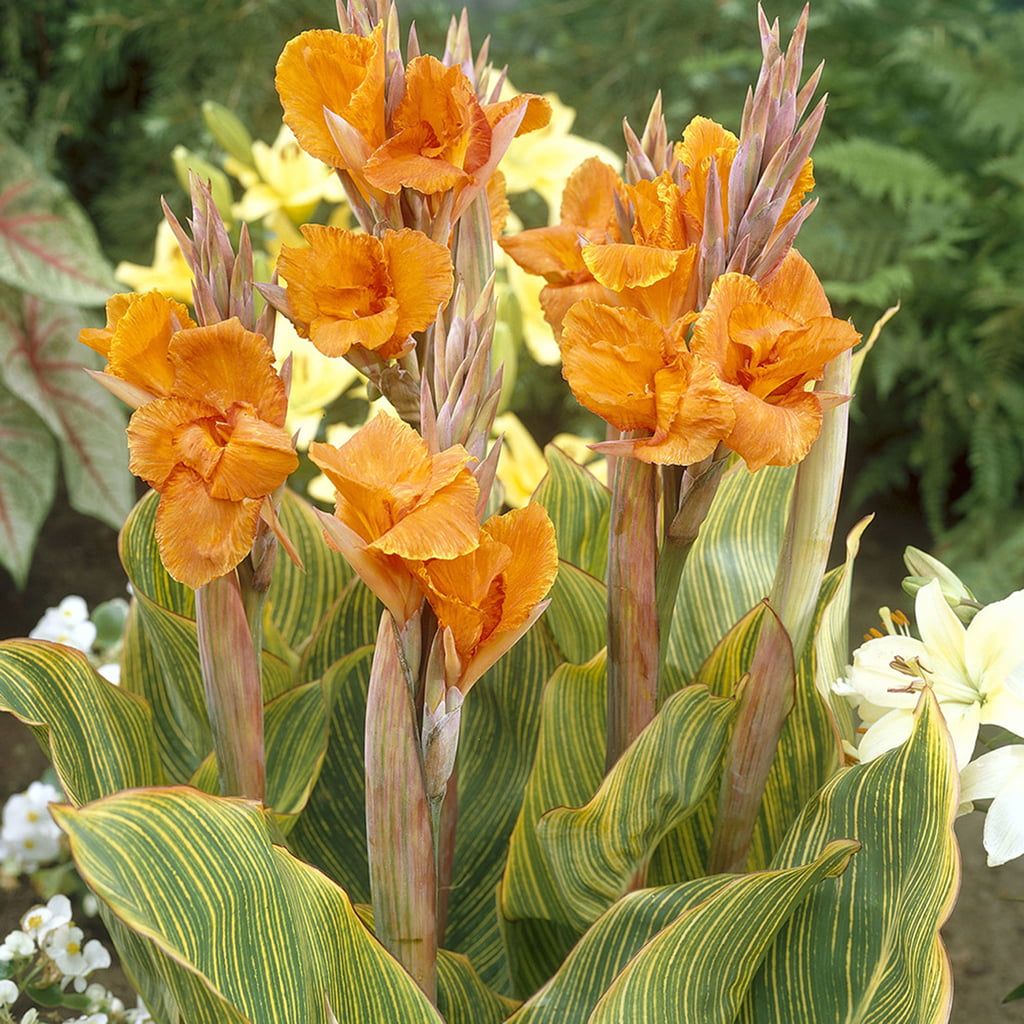 Van Zyverden Cannas Pretoria Set of 5 Bulbs Orange Part Sun