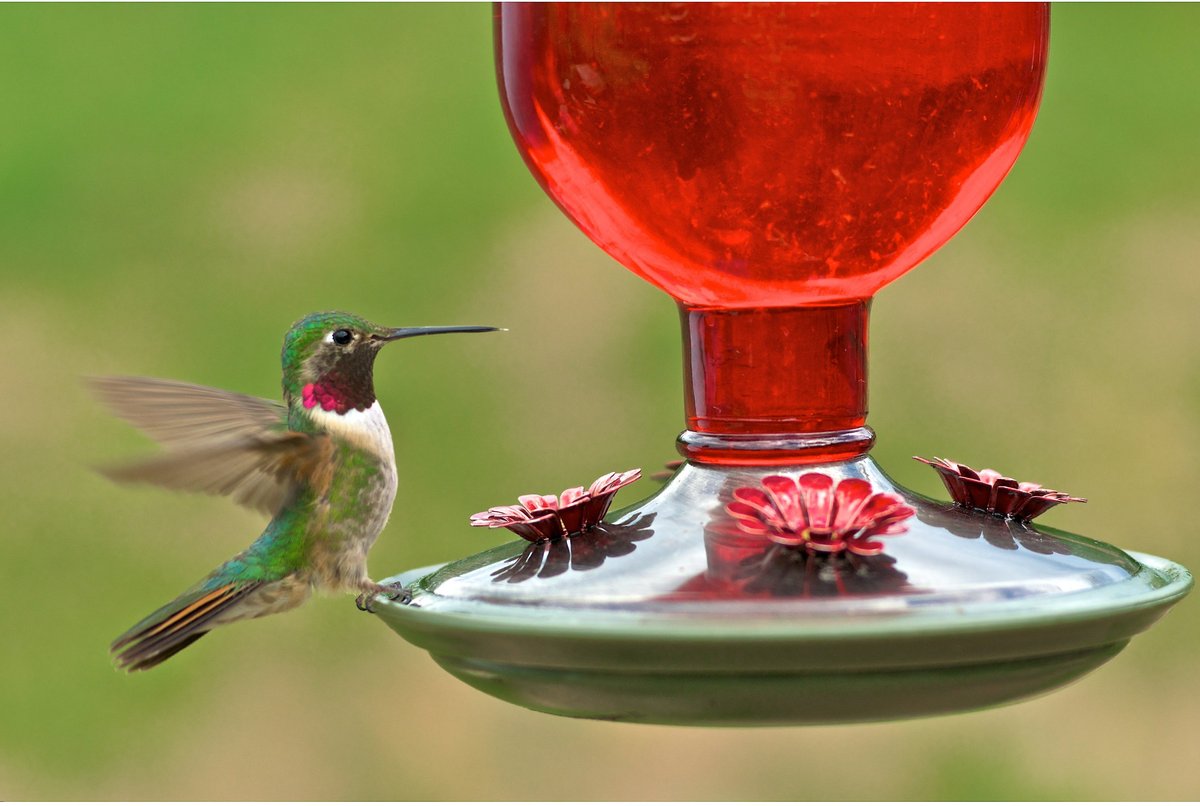 Perky-Pet Antique Bottle Hummingbird Feeder