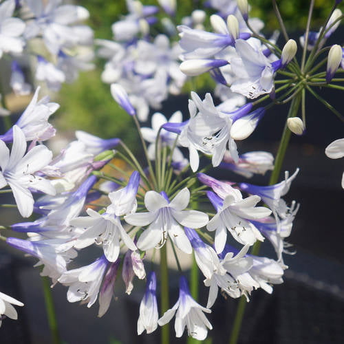 Indigo Frost Agapanthus 'Lily of the Nile' (2.5 Quart) Flowering Perennial with White and Blue Blooms - Part Sun Live Outdoor Plant - Southern Living Plant Collection