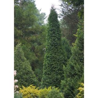 PROVEN WINNERS 1 Gal. North Pole Arborvitae (Thuja) Live Evergreen Shrub Green Foliage THJPRC1036101