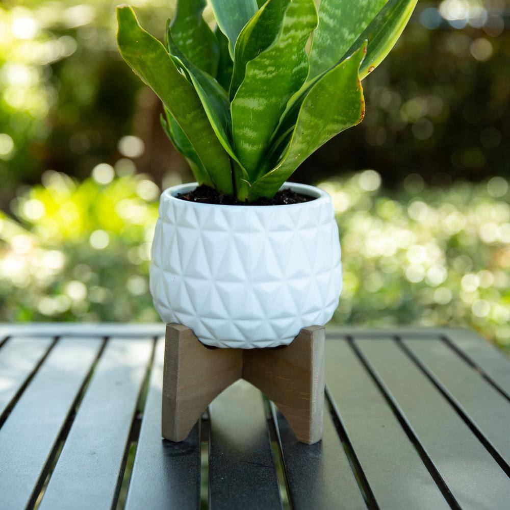 Flora Bunda 5 in. Matte White Kaleid Ceramic on Wood Stand Mid-Century Planter CT1223E-MTWH