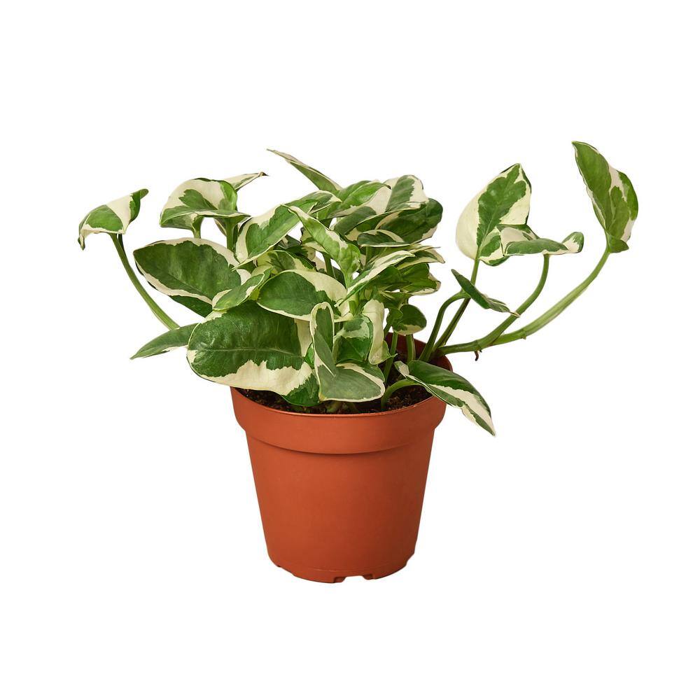 Pothos N'Joy Epipremnum Pinnatum Plant in 4 in. Grower Pot 4_POTHOS_NJOY