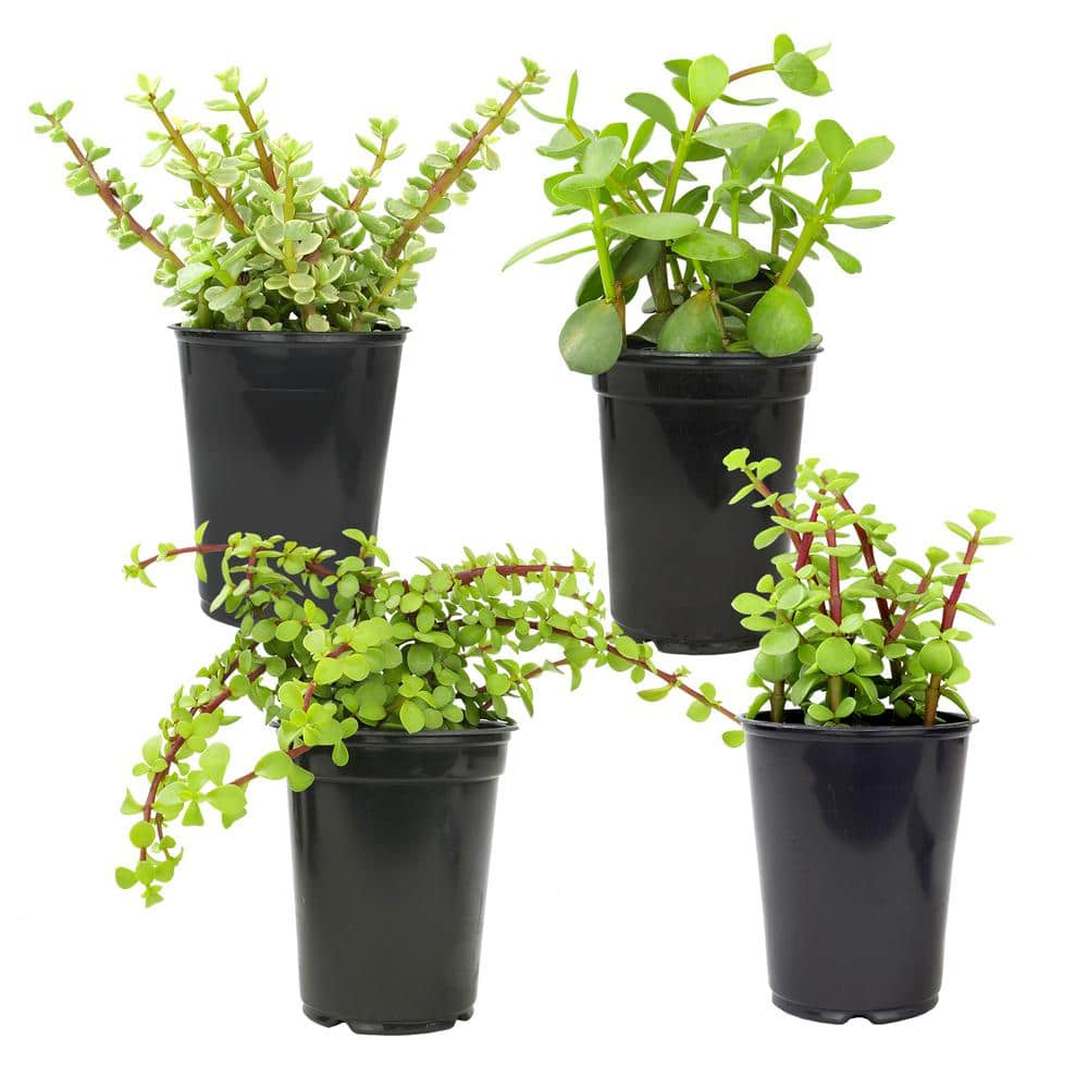 SMART PLANET 1 qt. Portulacaria Assorted Succulents (4-Pack) 0872638