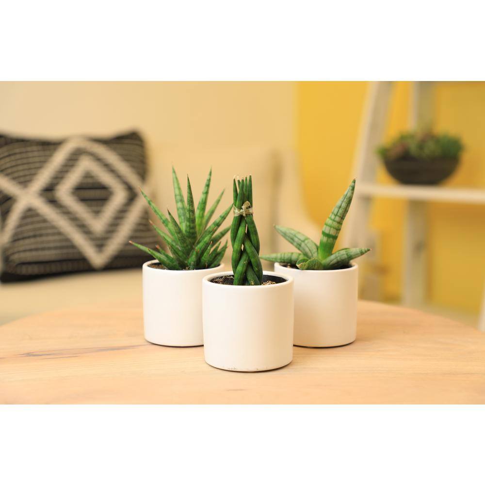 ALTMAN PLANTS 2.5 in. Lolite Sansevieria Snake Plant in Matte White Cylindrical Decor Pot (3-Pack) 0880088