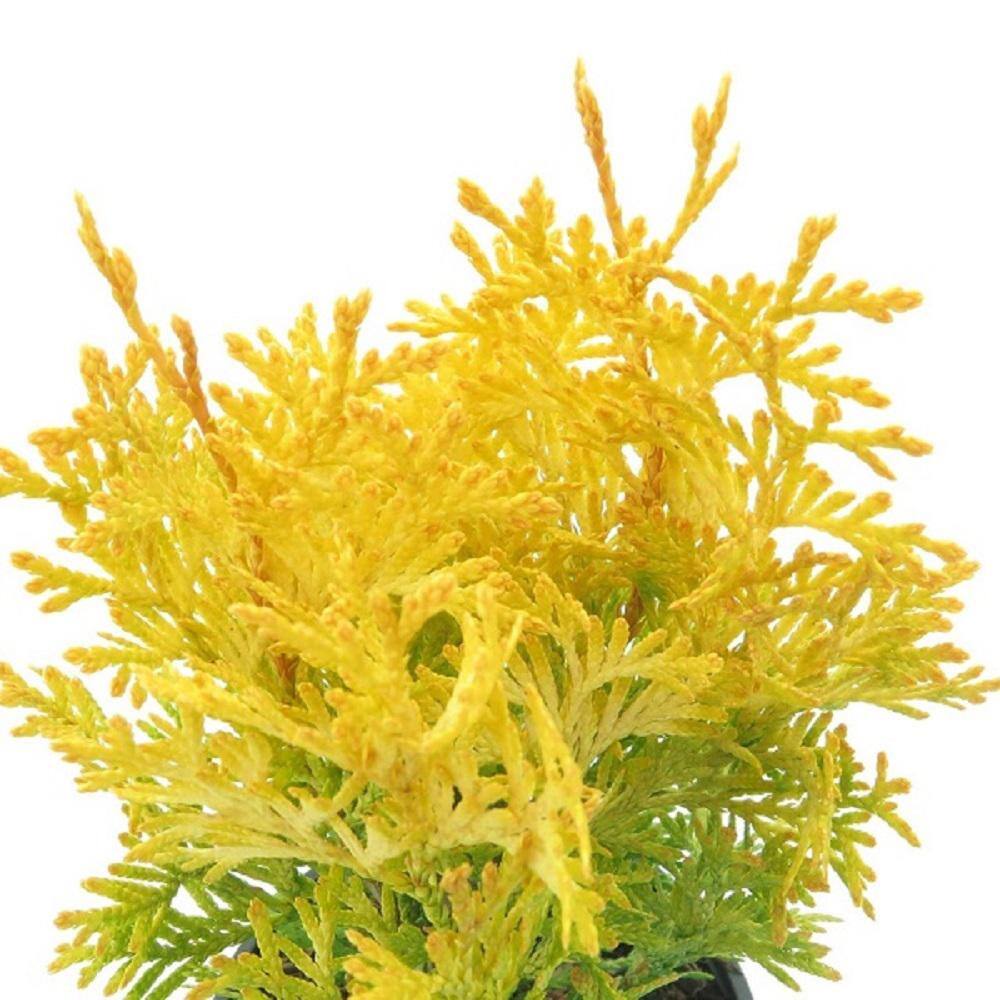 BELL NURSERY 3 Gal. Amber Gold Arborvitae (Thuja) Live Evergreen Shrub THUJA3JAN1PK