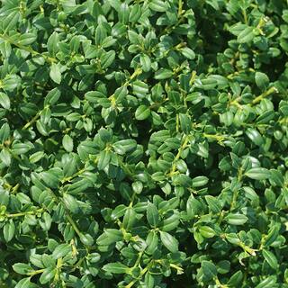 Perfect Plants 1 Gal. Soft Touch Holly Plant Low Maintenance Dwarf Hedge THD00546