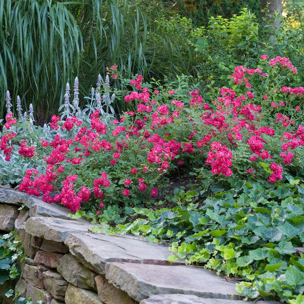 Drift 2 Gal. Red Drift Rose Bush with Red Flowers 13190