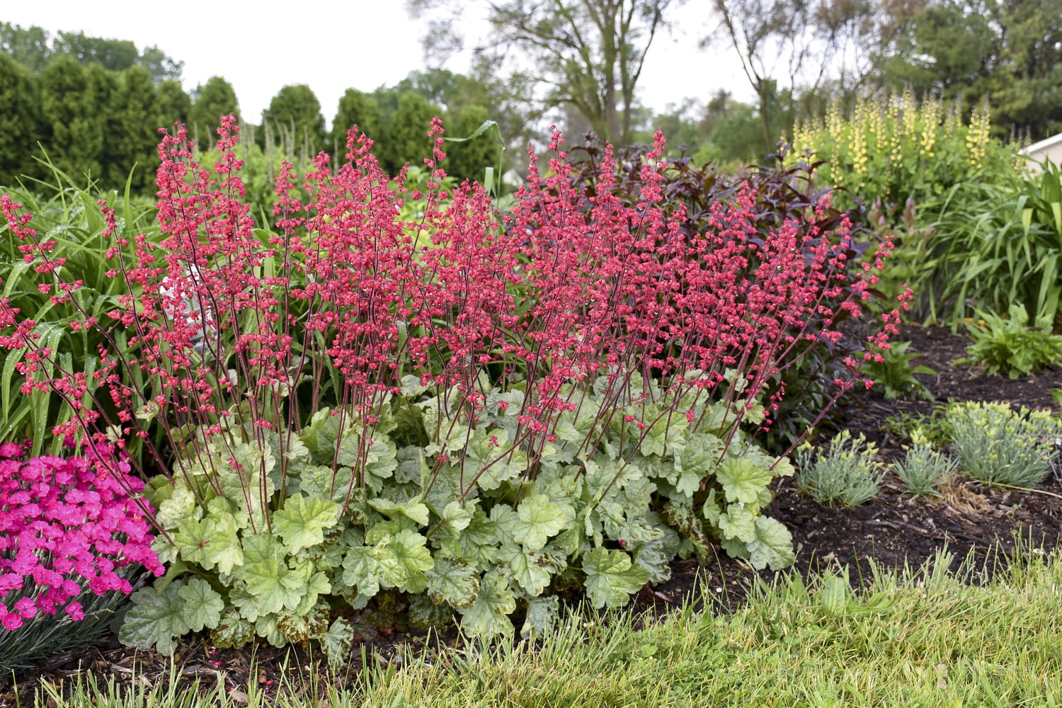 4.5 in. Quart Dolce Spearmint Coral Bells (Heuchera) Live Plant， Pink Flowers and Silvery Green Foliage