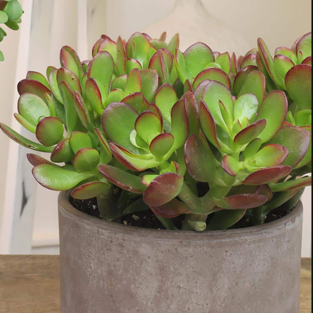 ALTMAN PLANTS Classic Jade Succulent (Crassula) Houseplant in 3.5 in. Grower Pots (6-Pack) 0873246