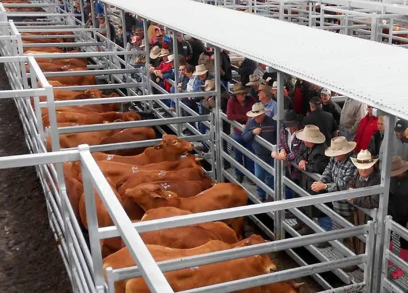 Hot sale Cattle panel livestock fence