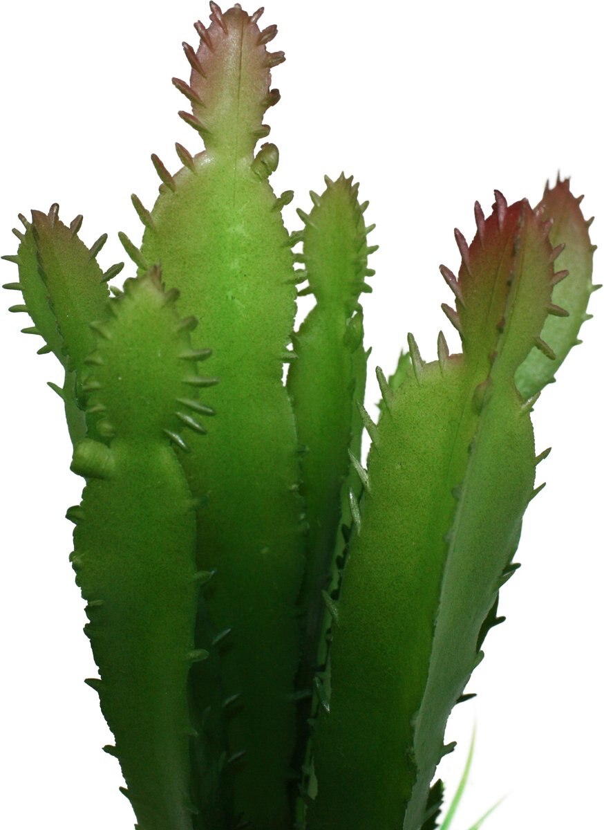 Komodo Cactus and Succulent Aquarium Plant， 5-in