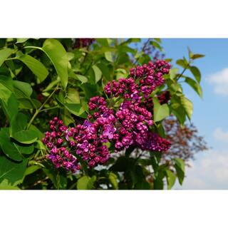 Online Orchards 18 in. - 36 in. Tall Bare-Root Royal Purple Lilac Shrub FLLI001