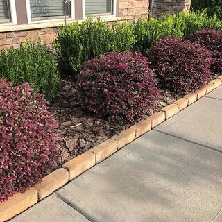 SOUTHERN LIVING 2 Gal. Purple Daydream Loropetalum Shrub with Pink Blooms in the Spring 14373