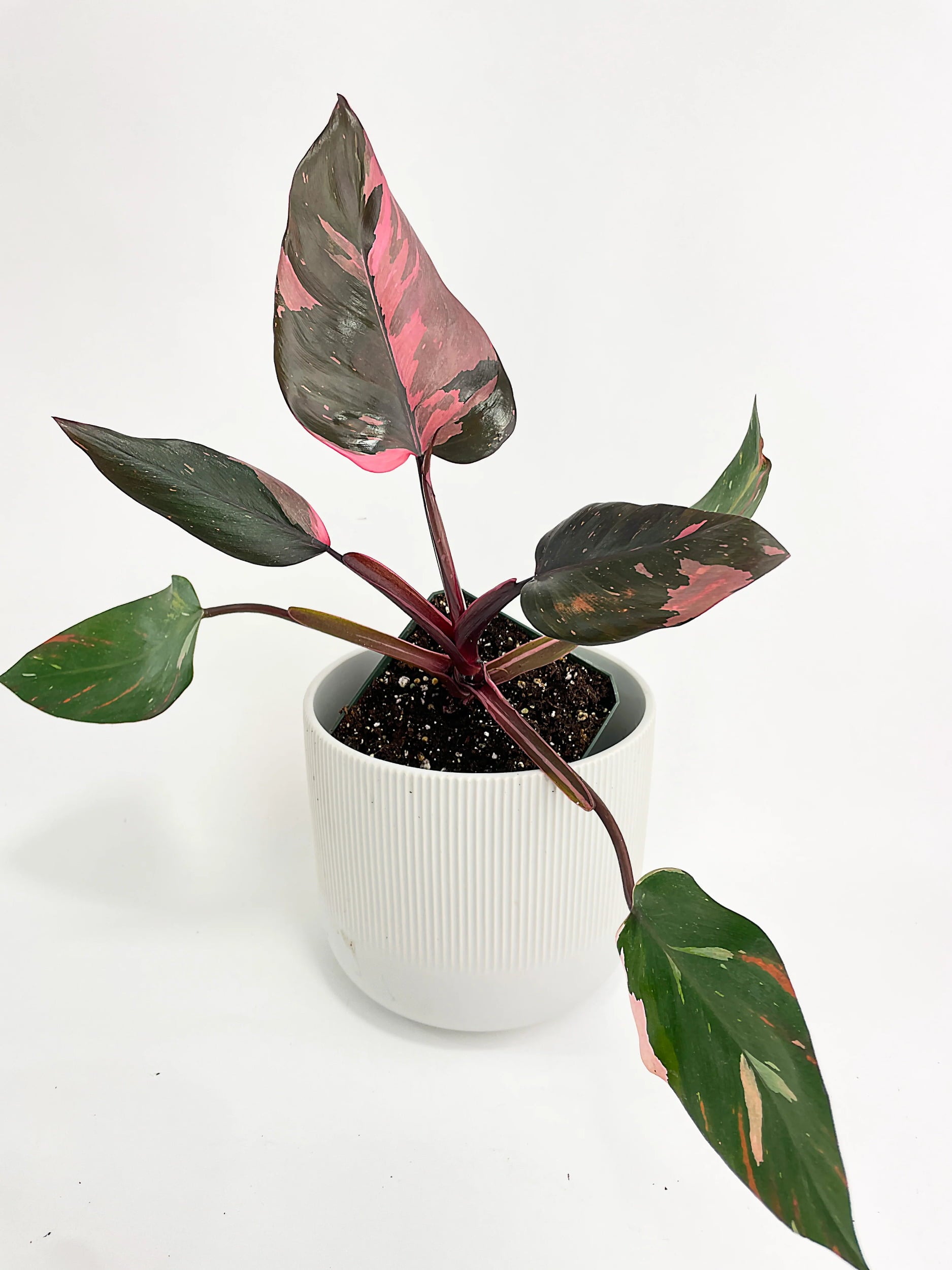 Philodendron Pink Princess