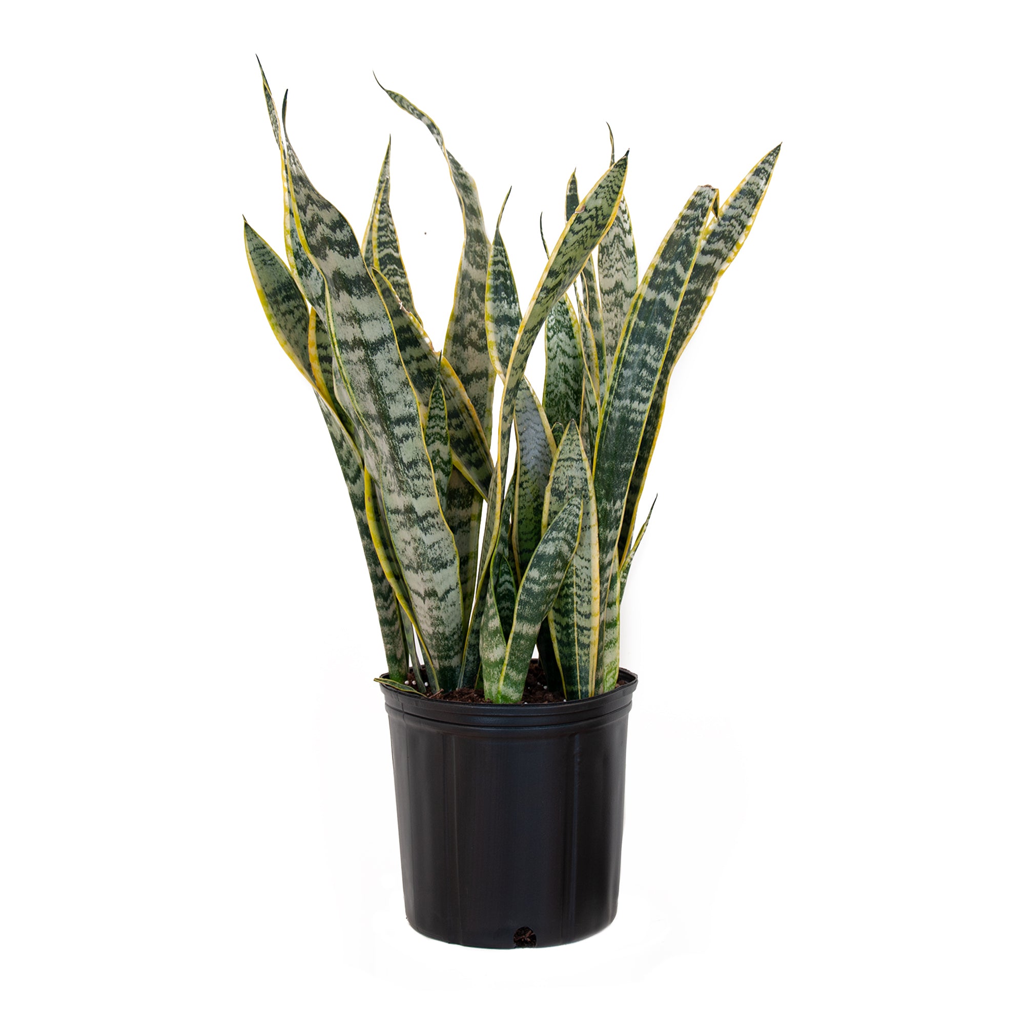 United Nursery Live Sansevieria Laurentii Plant 22-30 Inches Tall in 9.25 Inch Grower Pot