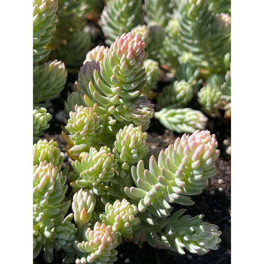 Zeus  Ruta Blue Spruce Stonecrop Plants Pet-Safe Spreading in Pots (1-Pack) W1010-BS1