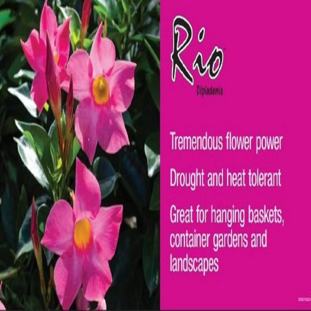 Rio 1.5 Pint Dipladenia Flowering Annual Shrub with Red Blooms 1004098395