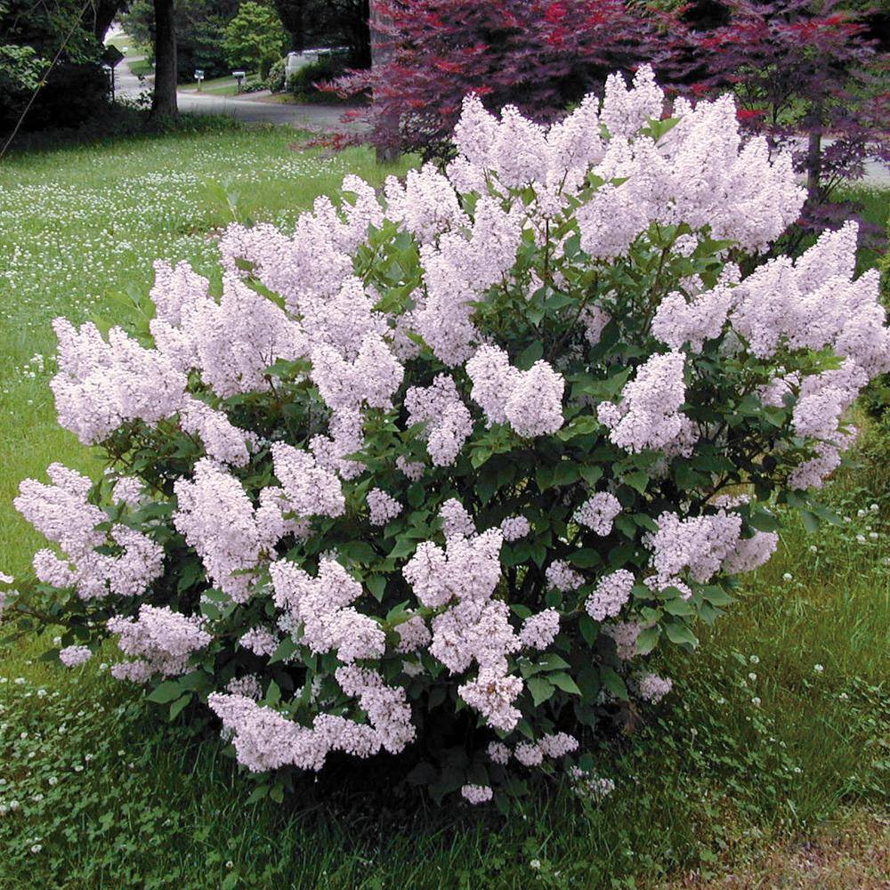 Spring Hill Nurseries 2.25 Gal. Pot Miss Kim Lilac (Syringa) Live Deciduous Shrub (1-Pack) 82948