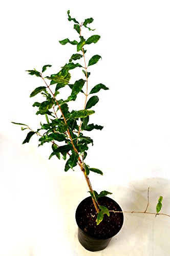 Wonderful Pomegranate Tree One Gallon Plant