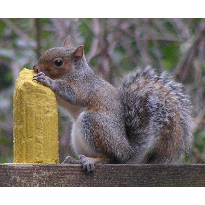 CORN SQUIRREL LOG 2/PK