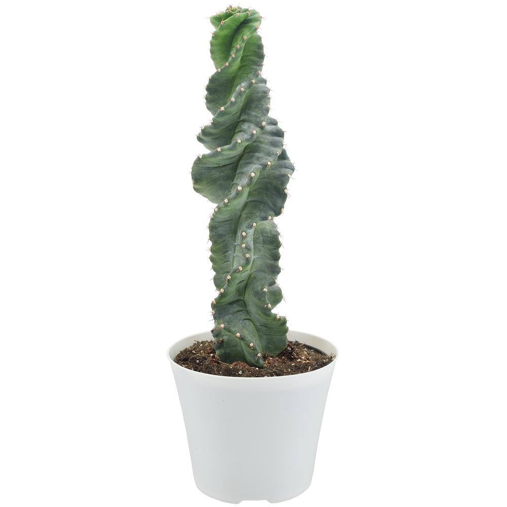 Arcadia Garden Products 6 in. Spiral Tornado Cactus in White Plastic Grower Pot LV77