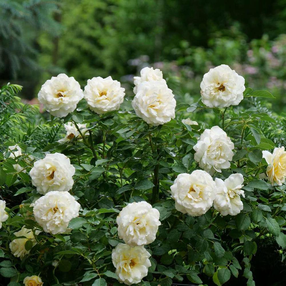 PROVEN WINNERS 4.5 in. Quart Reminiscent Crema Rose (Rosa) Live Plant Shrub White Flowers ROSPRC2217800