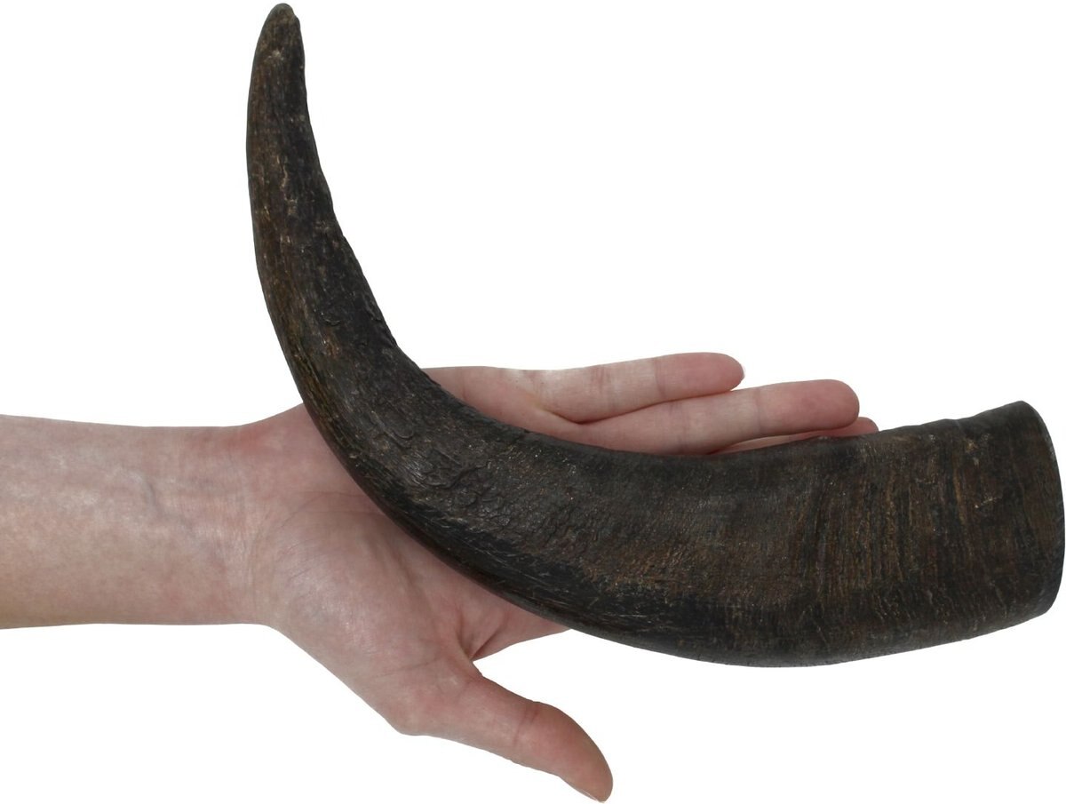 peaksNpaws All natural premium Large Dog Water Buffalo Horns Treat