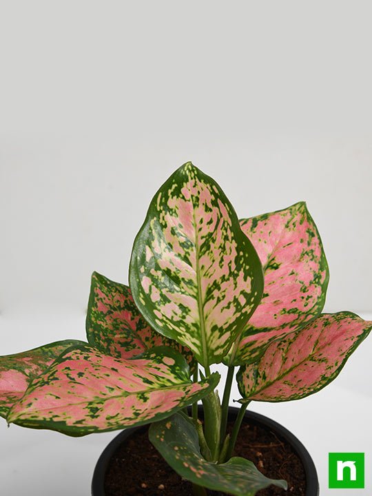 Aglaonema Pink Dalmatian - Plant