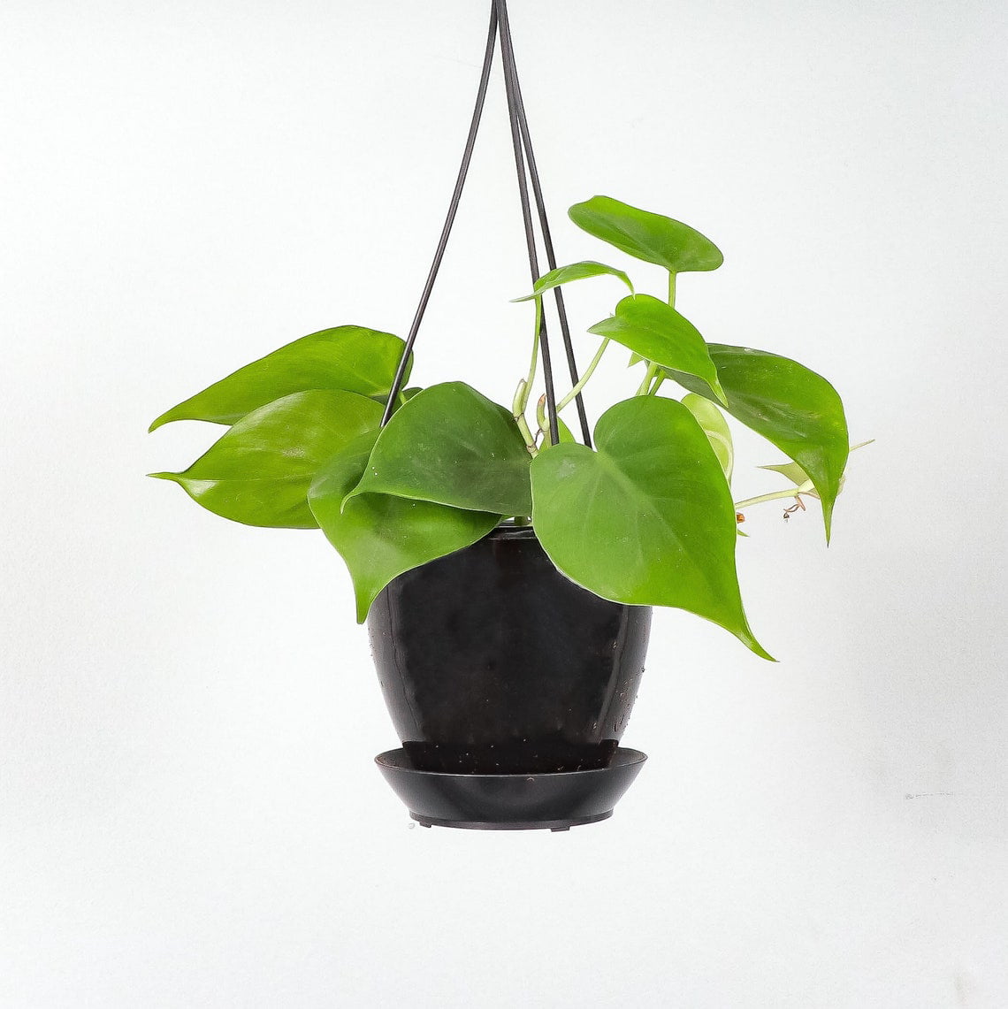 Live Green Philodendron Plant - 4