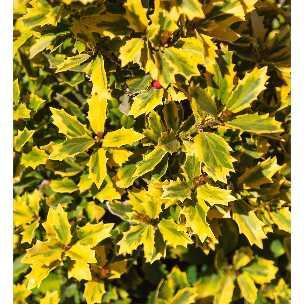 SOUTHERN LIVING 3 Gal. Golden Oakland Holly Tree with Pyramidal Yellow and Green Variegated Foliage 30203