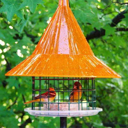 GC - Arundale - Oriole Feeder | Sky Cafe - Orange