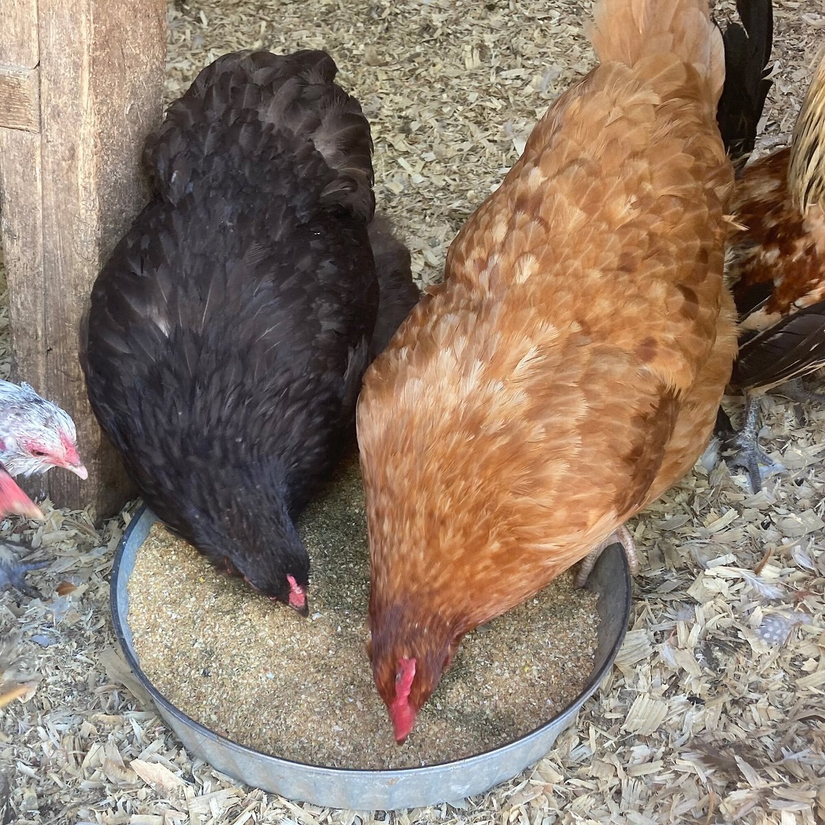 Pampered Chicken Mama Layer Feed Chicken Feed