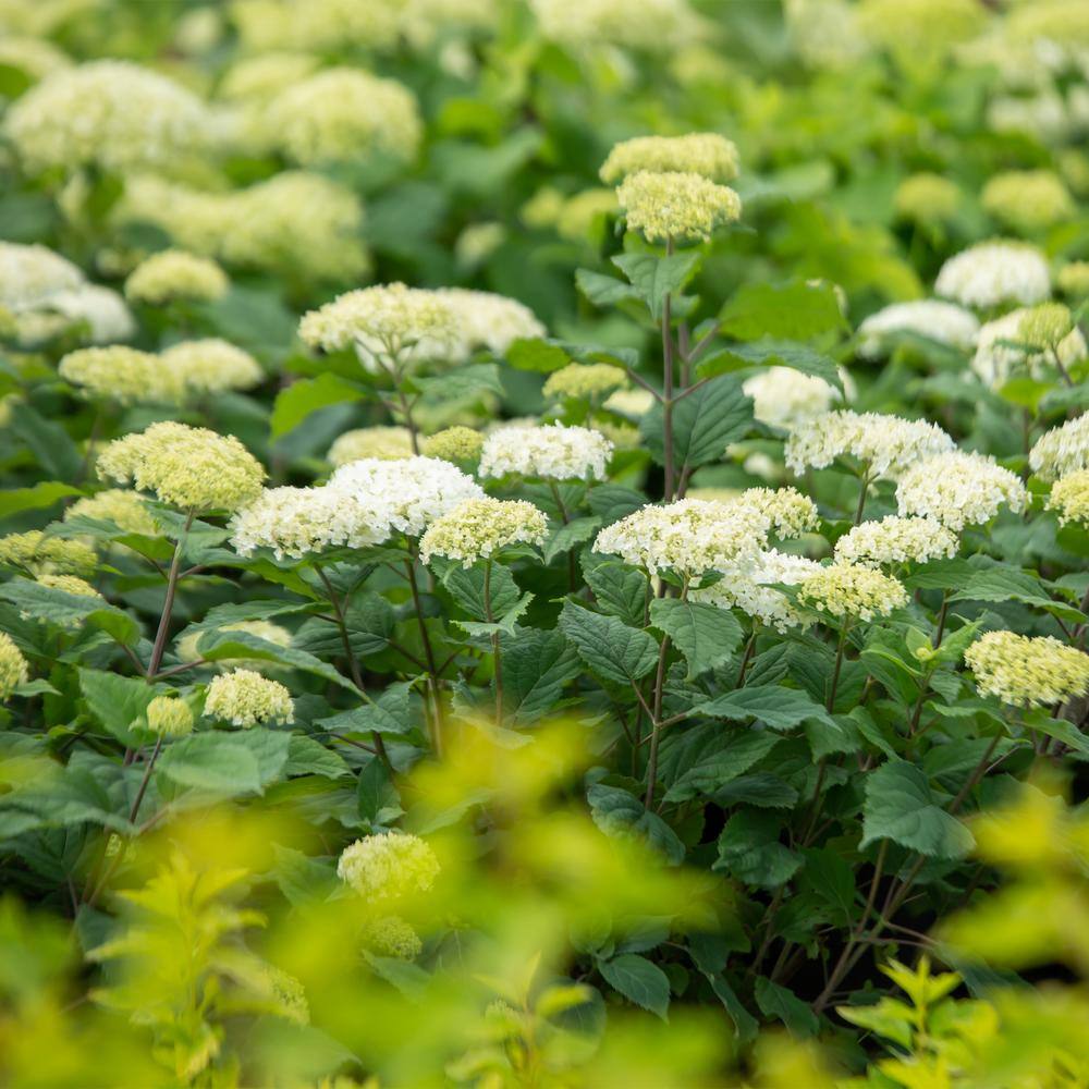 FIRST EDITIONS 2 Gal. FlowerFull Hydrangea Shrub with White Blooms 17122